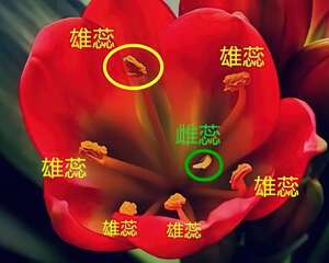 这花需要人工授粉，棉球棒点一点，结了大把种子！