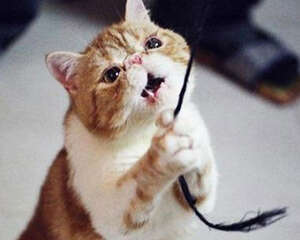 危险的猫玩具：毛线绳