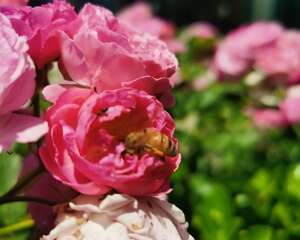 蔷薇花的风水作用