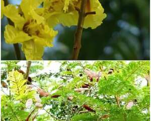 盾柱木属品种介绍