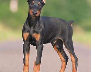 杜宾犬幼犬该怎么养