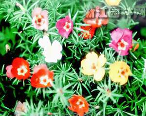 观花地被–半支莲（图）