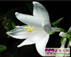 玉簪花的花语：脱俗、冰清玉洁