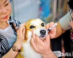 给狗狗喂药的技巧都有哪些？