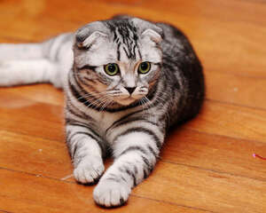 哪些行为会使主人失去猫咪的信任