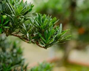 罗汉果怎么泡水喝，有什么功效与禁忌