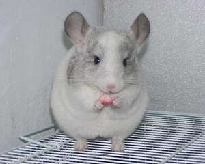 苜蓿养龙猫是否营养就高