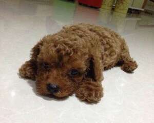 怎样判断泰迪犬的年龄