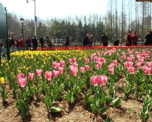 郁金香种球保存方法，郁金香种球怎么种植