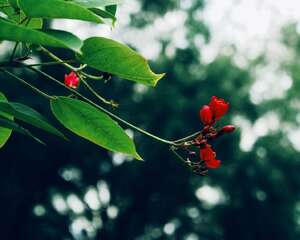 琴叶珊瑚的病虫害防治