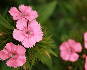石竹开花怎么养护