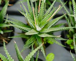 家庭养条纹十二卷有什么好处