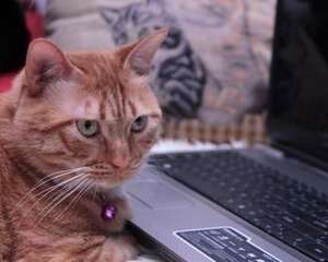 该如何预防猫咪泌尿系统疾病