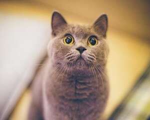 猫咪消化不良了这么处理？