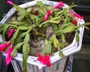遇到这种情况，冬天也得换盆，否则花就危险了！