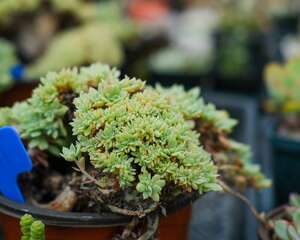 多肉对水分的要求