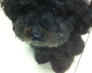 关于宠物贫血的症状及治疗