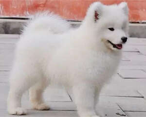 狗狗为什么喜欢咬自己的尾巴呢