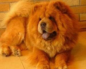 松狮为什么长这么胖？吃了什么？