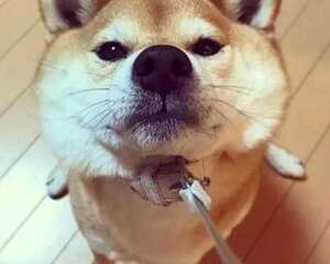 提升狗狗颜值的方法都有哪些？