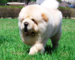 松狮吃什么狗粮好？