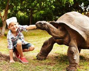 亚达伯拉象龟的介绍