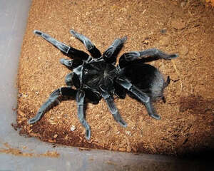 玻利维亚钢铁蓝的品种简介