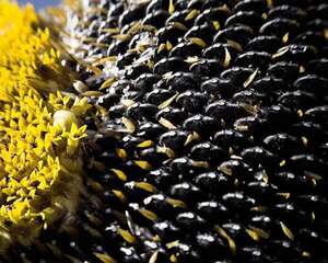 向日葵常见虫害防治大全