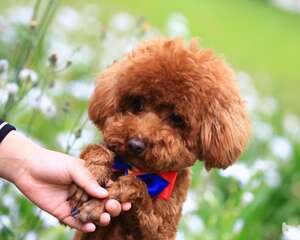 玩具贵宾犬应该如何区分真假？