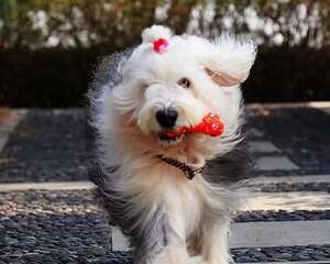 春季警惕狗狗肠胃疾病