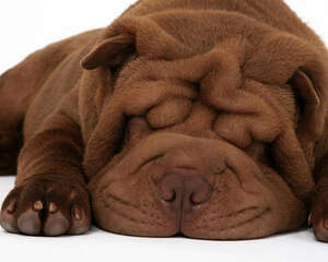 新生幼犬窒息处理