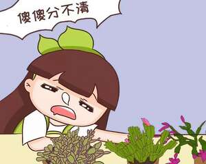 蟹爪兰也有假？买花时睁大眼，小心被骗！​