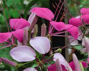 醉蝶花