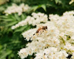 珍珠梅的花语是什么