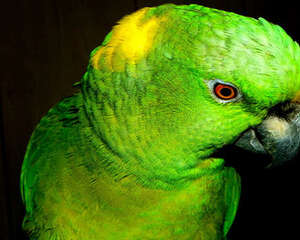 黄颈亚马逊鹦鹉的饲养要点