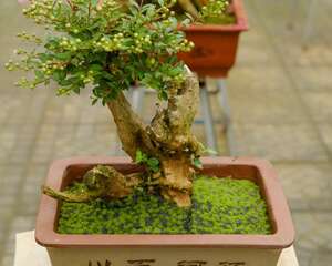 紫薇花的花语及传说