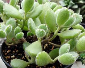 一棵多肉植物绿熊四个月的默默逆袭，状态秒杀N多白熊黄熊