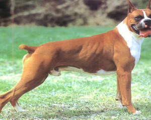 揭开拳狮犬的面纱