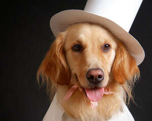 为狗狗拍照为何这么贵