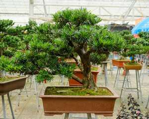 罗汉松有什么作用