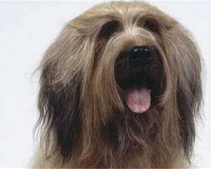 伯瑞犬可以吃大蒜嘛