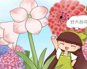 6种大型花，花苞直径20公分，摆家里太大气！