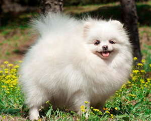 关于茶杯博美的误区