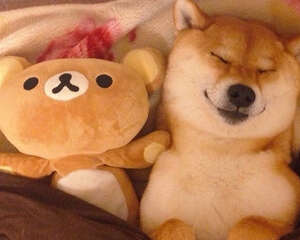 柴犬智商怎么样，柴犬聪明吗？