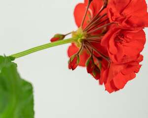 天竺葵的花语和传说