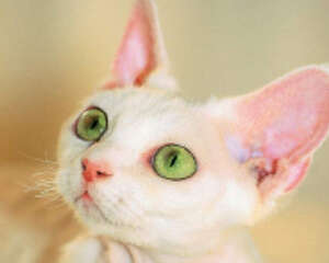 德文卷毛猫的喂食要点