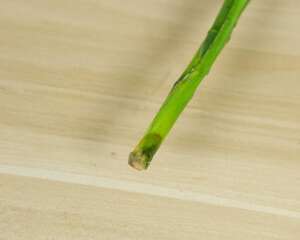 富贵竹烂根水臭秘方
