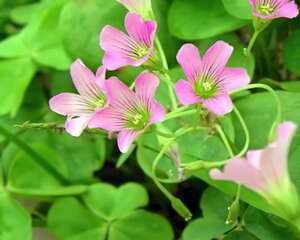 红花酢浆草怎么养