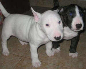 狗狗卡了鱼刺怎么办