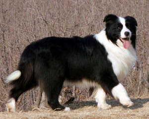 边境牧羊犬适合家庭饲养吗